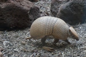 Armadillo!