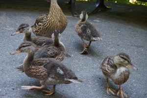 Baby Ducklings!
