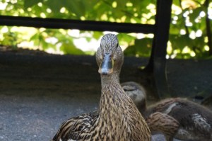 Mama Duck!