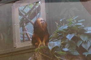 Golden Lion Tamarin